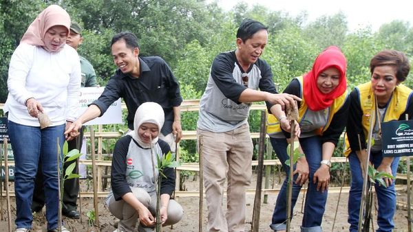 Penanaman Pohon Mangrove di Pantai Marunda