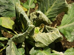 Efek Gas Beracun Kawah Ijen, Wortel dan Kubis Layu sebelum Dipanen Efek Gas Beracun Kawah Ijen, Wortel dan Kubis Layu sebelum Dipanen