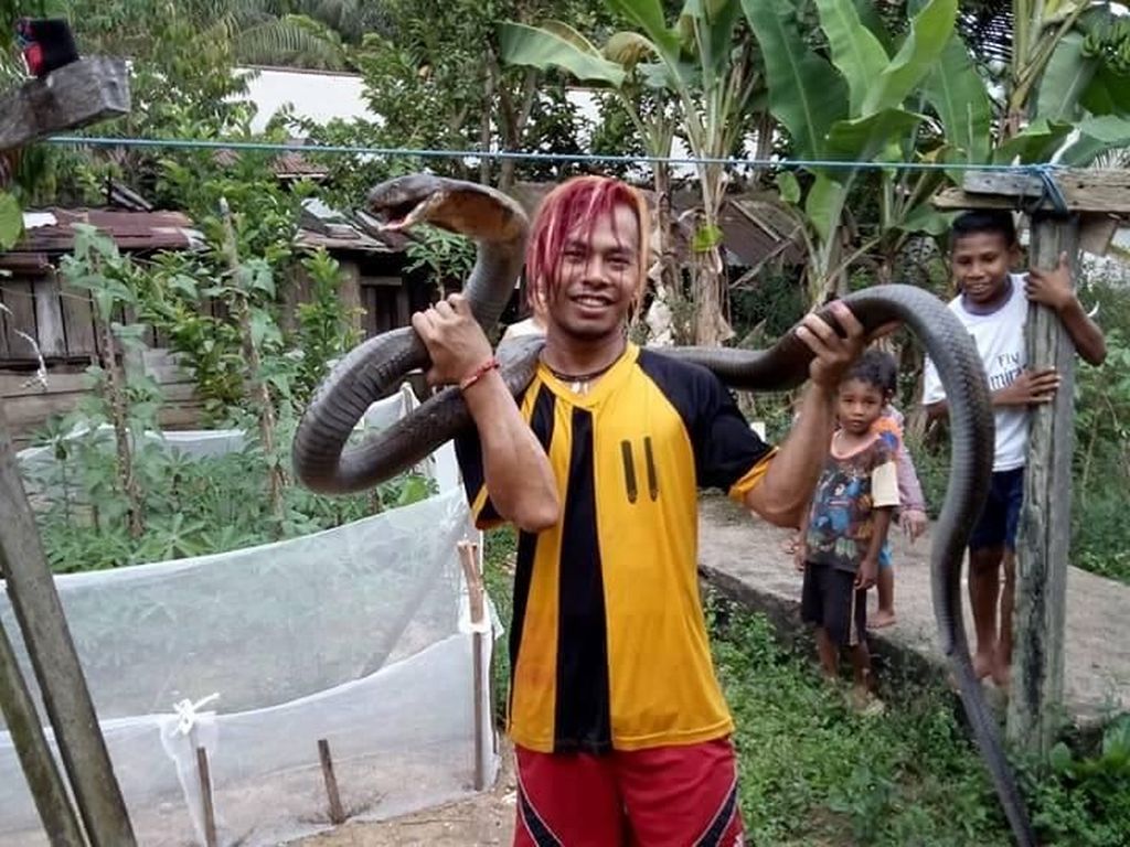 Begini Cerita Edy Taklukkan King Cobra Raksasa di Kalimantan Begini Cerita Edy Taklukkan King Cobra Raksasa di Kalimantan