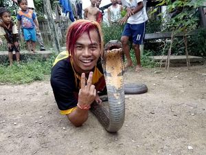 Ini Edy, Sang Penakluk King Cobra Raksasa dari Kalimantan