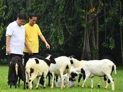 Jokowi: Saya Hampir Tiap Hari Mesra dengan Pak Airlangga
