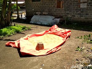 Padi Raksasa di Blitar Dipanen, Begini Bentuk dan Rasa Berasnya