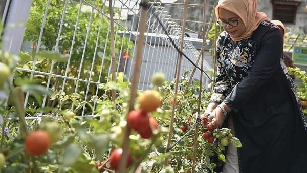 Ini Aksi Fery Baswedan Saat Petik Tomat hingga Potong Tumpeng