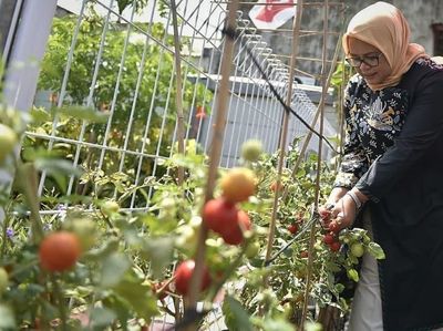 Ini Aksi Fery Baswedan Saat Petik Tomat hingga Potong Tumpeng