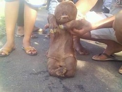 Isu Mistis di Balik Munculnya Sapi Mirip Manusia di Gorontalo