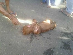 Warga Tepis Isu Sapi Mirip Manusia Dibunuh untuk Buang Sial