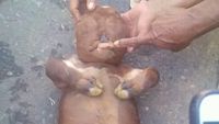 Ini Anak Sapi Mirip Manusia yang Bikin Heboh karena Isu Mistis