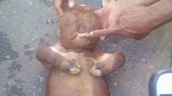 Ini Anak Sapi Mirip Manusia yang Bikin Heboh karena Isu Mistis