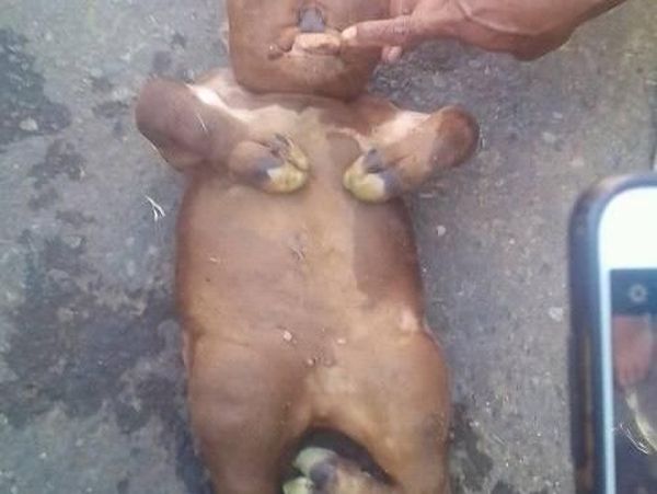 Ini Anak Sapi Mirip Manusia yang Bikin Heboh karena Isu Mistis