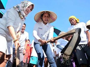 Pakai Topi Petani, Rini Cangkul Tanah di Klaten