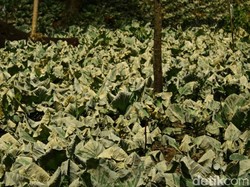 600 Hektare Lahan Terimbas Gas Beracun Kawah Ijen, Tanaman Menguning