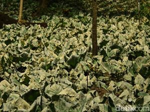 600 Hektare Lahan Terimbas Gas Beracun Kawah Ijen, Tanaman Menguning 600 Hektare Lahan Terimbas Gas Beracun Kawah Ijen, Tanaman Menguning