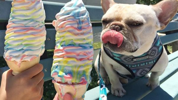Ah, Lucunya! Sumo si Bulldog yang Suka Nugget dan Kentang Goreng