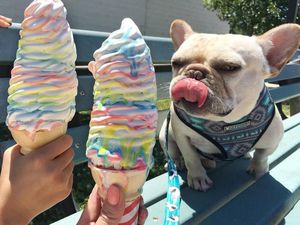 Ah, Lucunya! Sumo si Bulldog yang Suka Nugget dan Kentang Goreng