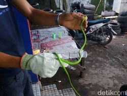 Ular Daun Gegerkan Terminal di Makassar, Damkar Turun Tangan