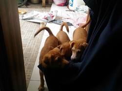 Mengenal Hesti, Wanita Bercadar yang Pelihara 11 Anjing