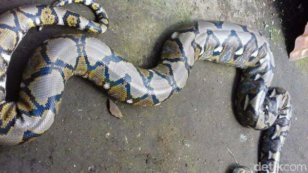 Foto: Ular Piton Tiba-tiba Muncul di Plafon WC Rumah Warga