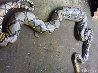 Foto: Ular Piton Tiba-tiba Muncul di Plafon WC Rumah Warga