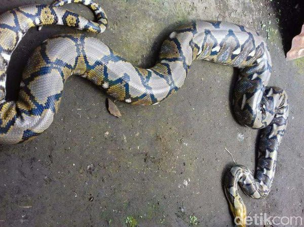 Foto: Ular Piton Tiba-tiba Muncul di Plafon WC Rumah Warga