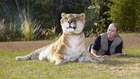 Liger, Persilangan Singa dan Harimau yang Dicap Tak Etis