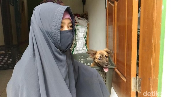 Kisah Hesti Wanita Bercadar Yang Kerap Menolong Anjing Malang