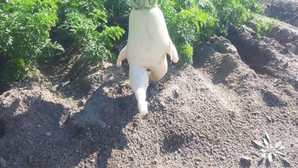 11 Sayuran dan Buah Ini Secara Alami Bentuknya Nyeleneh Unik