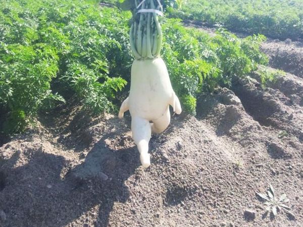 11 Sayuran dan Buah Ini Secara Alami Bentuknya Nyeleneh Unik