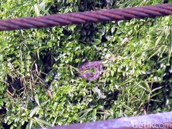 Cerita Hendrik Saat Coba Tangkap Ular yang Hebohkan Warga Cibadak