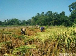 Jurus Tekan Impor Beras, RI Bisa Pakai Padi Hibrida