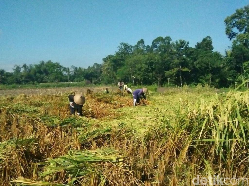 Jurus Tekan Impor Beras, RI Bisa Pakai Padi Hibrida Jurus Tekan Impor Beras, RI Bisa Pakai Padi Hibrida