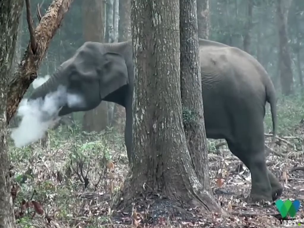 Gajah Liar Terekam Merokok, Diduga untuk Singkirkan Racun