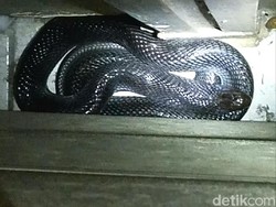 Kisah Horor Ular Kobra Masuk Rumah dan Nyaris Gigit Anak