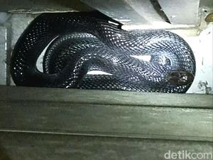 Kisah Horor Ular Kobra Masuk Rumah dan Nyaris Gigit Anak Kisah Horor Ular Kobra Masuk Rumah dan Nyaris Gigit Anak