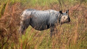 Menyedihkan! Ini Penampakan Kurusnya Badak Bercula Satu di India