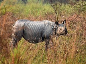 Menyedihkan! Ini Penampakan Kurusnya Badak Bercula Satu di India
