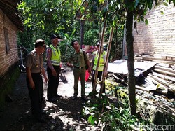 Panen Daun Melinjo, Bibit Tewas Terjatuh dari Ketinggian 3 Meter