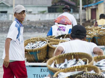 Panen Ikan di Teluk Semaka, Lampung