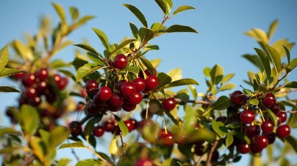 Foto: Buah Ajaib, Bisa Tahan di Suhu -40 Celcius