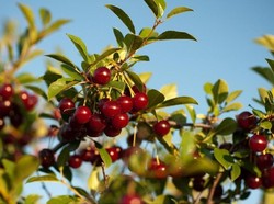 Nyam! Ini 7 Manfaat Kesehatan Buah Ceri yang Tak Terduga