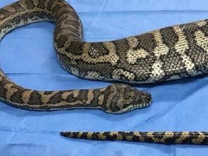 Telan Sepatu, Ular Piton 2 Meter Harus Dioperasi