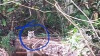 Foto: Harimau Bonita Is Back