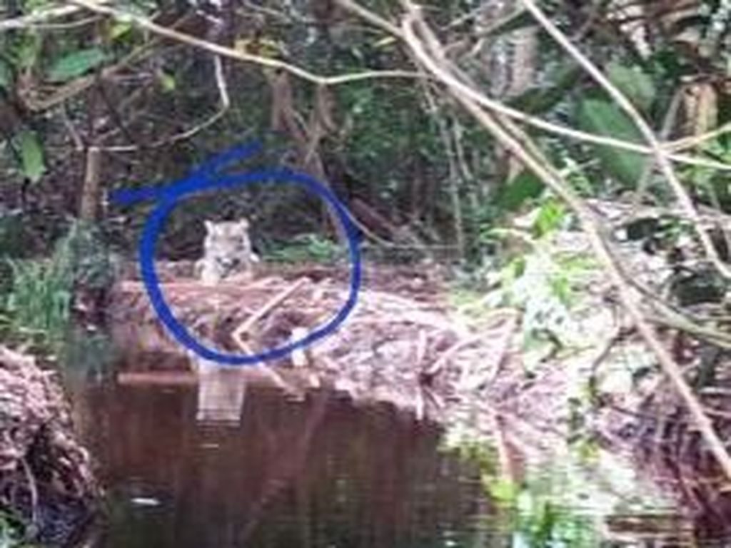Kisah Harimau Bonita Keluar Sarang dan Sandera 7 Orang Kisah Harimau Bonita Keluar Sarang dan Sandera 7 Orang