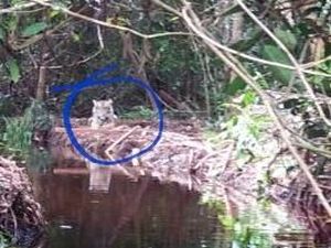 Kisah Harimau Bonita Keluar Sarang dan Sandera 7 Orang Kisah Harimau Bonita Keluar Sarang dan Sandera 7 Orang