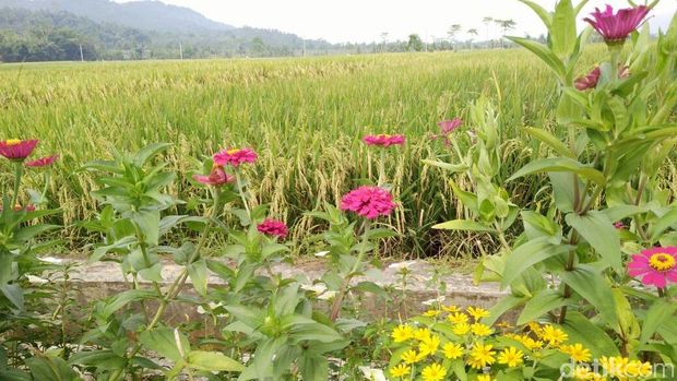 Selain mengusir hama, bunga-bunga ini membuat pemandangan lingkungan desa semakin indah. 