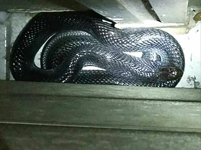 Ini Ular Kobra yang Hampir Gigit Anak di Bandung