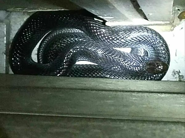 Ini Ular Kobra yang Hampir Gigit Anak di Bandung