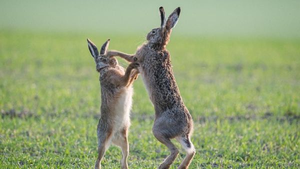 Perkelahian Kelinci Tandai Awal Musim Semi di Austria