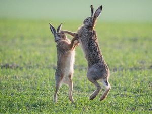 Perkelahian Kelinci Tandai Awal Musim Semi di Austria