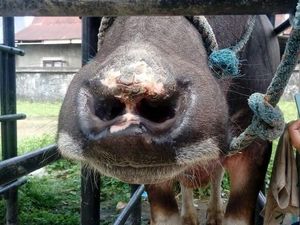 Ada-ada Saja, Kerbau Toraja Jalani Operasi Hidung agar Menawan Ada-ada Saja, Kerbau Toraja Jalani Operasi Hidung agar Menawan