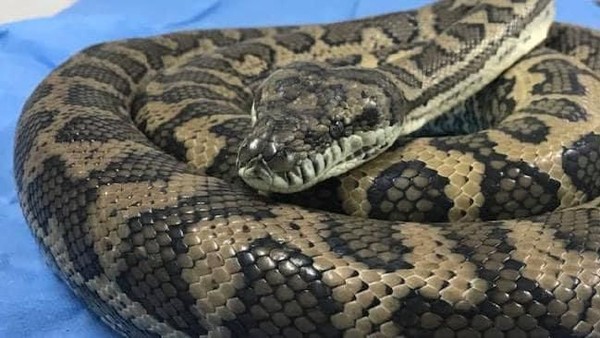 Geger Telan Sepatu Apa Sebenarnya Makanan Ular Piton